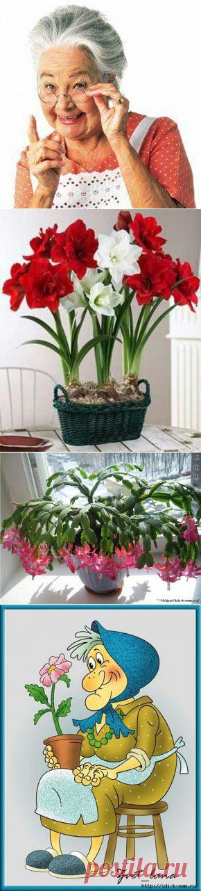 бабушкины советы по домашнему цветоводству