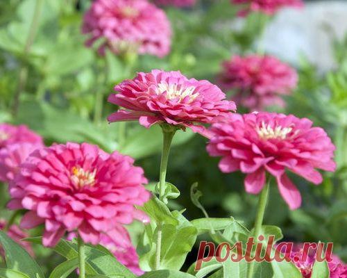 Цинния - изящная красавица.