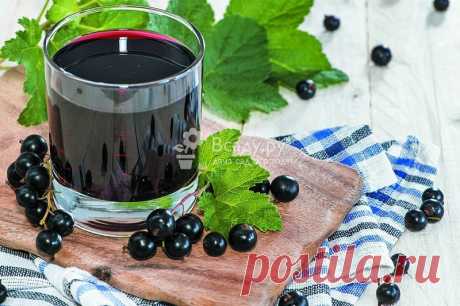 Рецепт приготовления настойки из черной смородины на водке