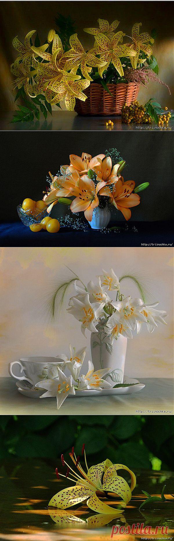 Лилии, аккорд и радости, и нежности.