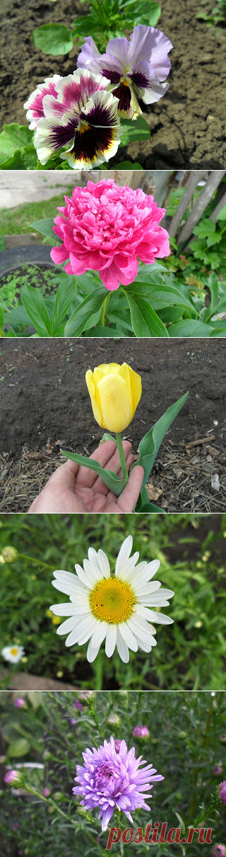 Вкусный Огород: Цветы на моей даче, фото