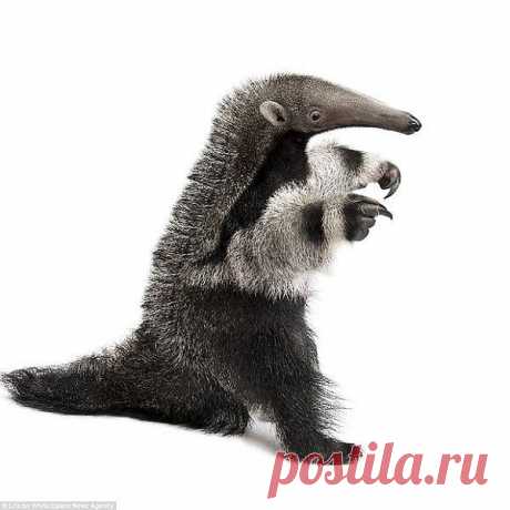На белом фоне.....