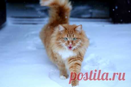 Новогодний кот!
