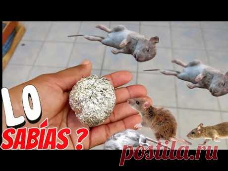 Solo 1 bola de papel aluminio y las ratas y ratones desaparecen de inmediato
