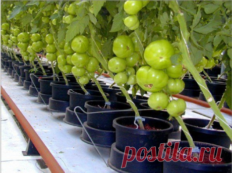 Home garden|Сад, огород, растения дома
