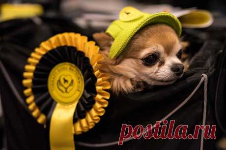 Crufts Dog Show 2018: как прошла крупнейшая в Европе выставка собак
С 8 по 11 марта в английском городе Бирмингем проходила выставка собак Crufts Dog Show 2018, которая впервые была организована в 1891 году. В шоу приняли более 23 тысяч собак, которые прибыли в Англию, чтобы сразиться за почетные награди в различных номинациях, а также за звание «Лучший на выставке». Для любителей четвероногих друзей человека.
