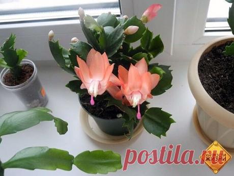 Декабрист: особенности ухода и секреты цветения.

Трудно поверить, но в природе существуют кактусы, которые любят воду, боятся солнца и не имеют колючек, и называются они декабристами, или шлюмбергерами, или зигокактусами. Относятся они к роду южноамериканских эпифитных кактусов, растущих в тропических лесах на ветвях деревьев. Почему их называют декабристами? Да потому, что цвести они начинают в разгар тропического лета – в ноябре-декабре, а заканчивают в конце января. В ...