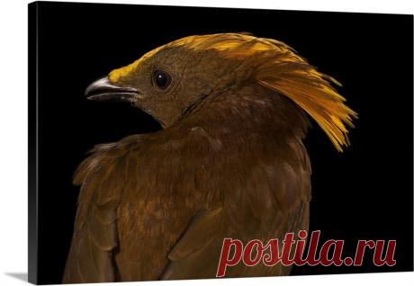 Изображение: Golden-Fronted Bowerbird Wall Art, Canvas Prints, Framed Prints ... Найдено в Google. Источник: greatbigcanvas.com.