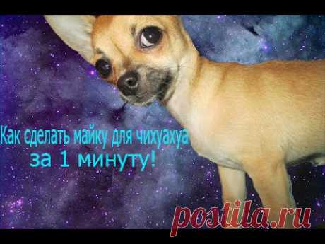 как сделать футболку для чихуахуа из носка! всего за 1 минуту!!!!!!
