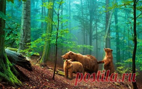 Медвежья семья скачать фото обои для рабочего стола