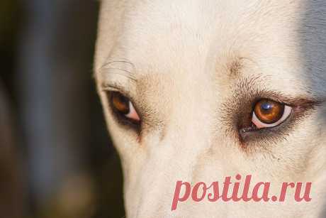 Глаза алабаев - это что то ! отношу породу к разряду интеллектуалов.