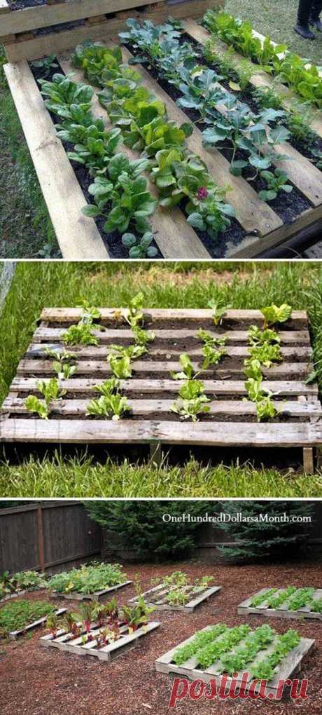 23 Insanely Clever Gardening Ideas on Low Budget – HomeDesignInspired