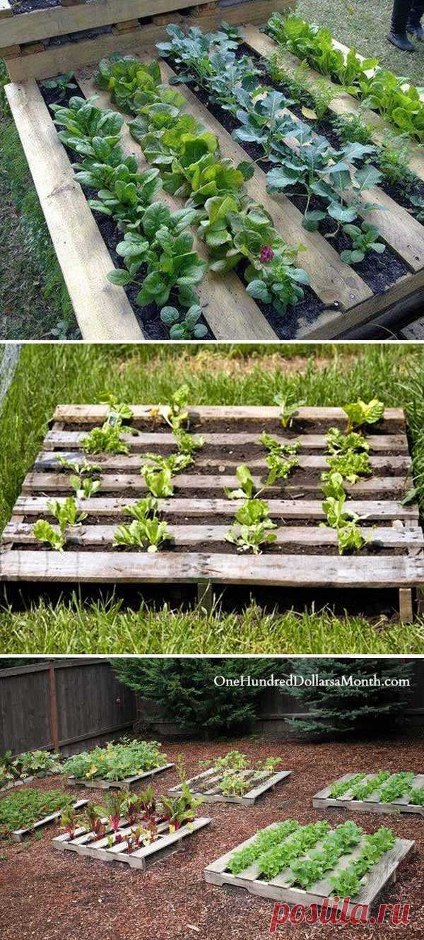 23 Insanely Clever Gardening Ideas on Low Budget – HomeDesignInspired