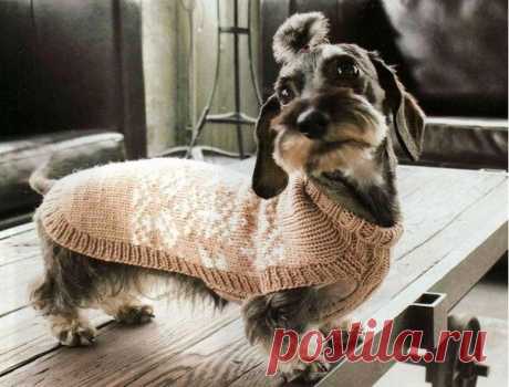 ОДЕВАЕМ ЖИВОТНЫХ ! - Для животных