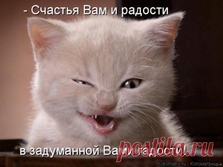 прикольные фото кошек: 32 тыс изображений найдено в Яндекс.Картинках