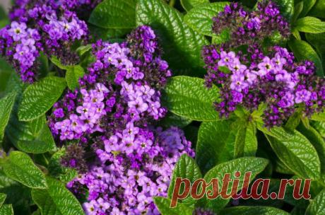 Гелиотроп: посадка и уход, виды и сорта