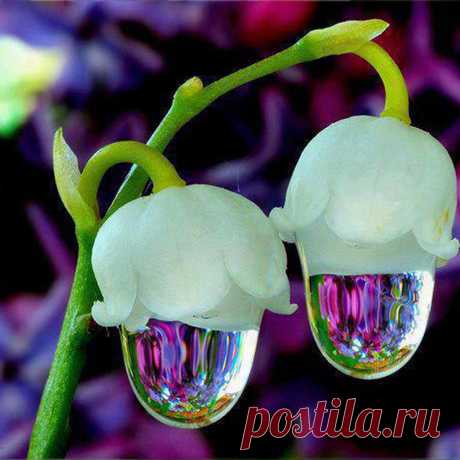 (6) Одноклассники