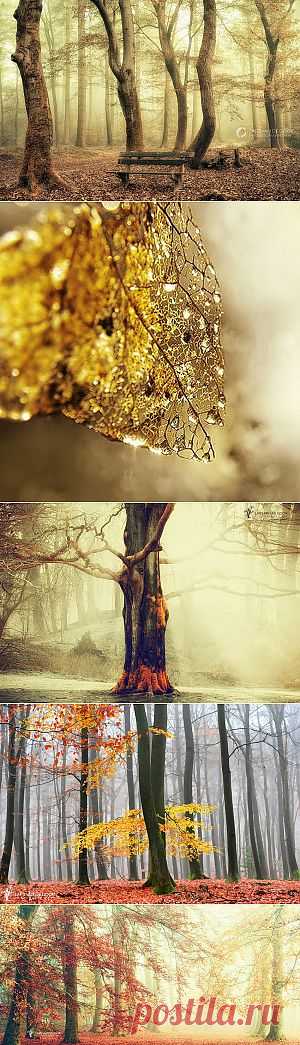 И бродит ноябрь уныло.... Фотограф Lars van de Goor.
