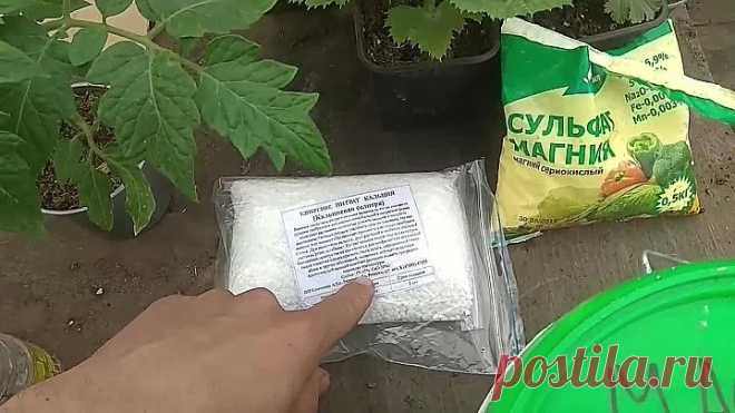 Какие важные подкормки для крепкой и полноценной рассады