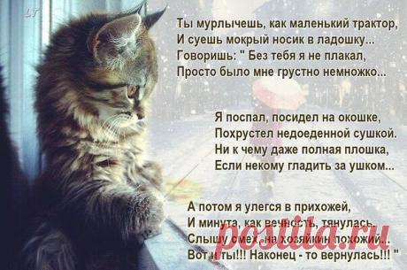 Всем любителям мохнатиков