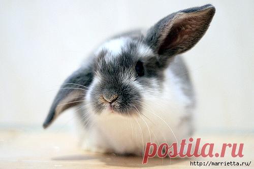 компьютер ЛИ РУ | Записи в рубрике компьютер ЛИ РУ | ТВОРЧЕСКАЯ ГОСТИНАЯ___"Невозможное - это всего лишь то, что мы еще не пробовали делать"