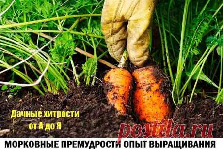 "Правильные" борозды

Лучшие предшественники для моркови - капуста, томаты, лук, огурцы, почву под которые хорошо заправляли органикой в прошлом году. Грядки готовлю за неделю до посева. На наших песчаных почвах перегной и золу вношу весной, иначе если внести с осени, то талые воды унесут все с собой. Поверхность выравниваю, выбирая остатки сорняков и камешков, чтобы на пути растущего корнеплода ничего не встречалось.
(Материал предоставлен группой Дачные хитрости от А до ...