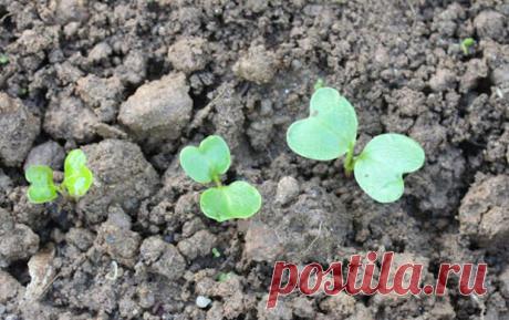 Что посадить в августе на опустевших грядках: урожай успеем снять в этом году - Огород, сад, балкон - медиаплатформа МирТесен Вот и подошел к концу июль, впереди август - последний месяц лета, когда грядки начинают постепенно освобождаться, огород пустеть, а погреб наоборот наполняться. Однако август все же не только "уборочный" месяц, отчасти его можно назвать и посадочным. Расскажу что можно посадить в августе на