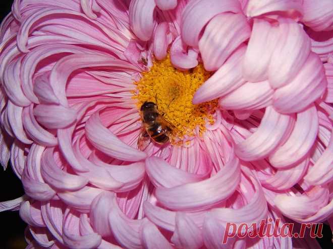 Великолепная хризантема! Выращивание, размножение, уход