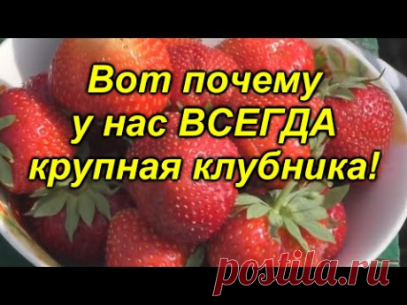 Всего одна подкормка и ягода на клубнике будет КРУПНОЙ! "Копеечная" [подкормка] клубники.