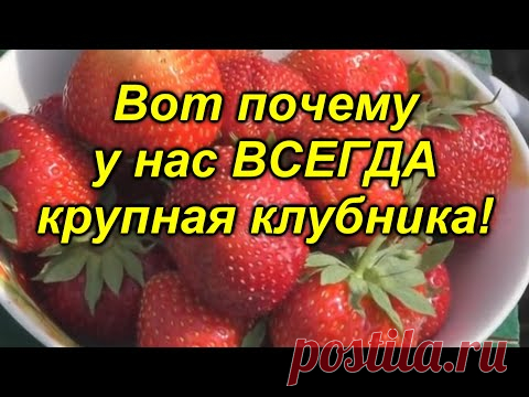 Всего одна подкормка и ягода на клубнике будет КРУПНОЙ! 