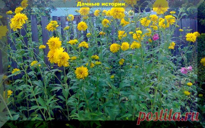 Август. Важные заботы в саду и огороде, в преддверии окончания сезона  В августе - это пора уборки урожая. Но не только. 
Август - пора сбора лекарственных трав.
Убираем лекарственные травы.
Не будем забывать, что в августе заканчивается заготовка лекарственных растений. Сдавайте их в аптеки, а не выбрасывайте. Собирать травы можно в любое время года, но август - лучший месяц для заготовки.
Лечебные свойства некоторых лекарственных растений
