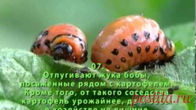 (60) Одноклассники