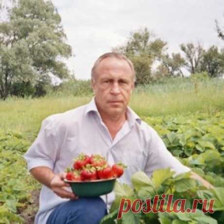 Мой секрет успеха выращивания суперкрупной земляники - МирТесен