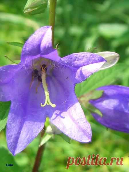 Лето | Фотографии Ксюша Ксюшина | 201 фото