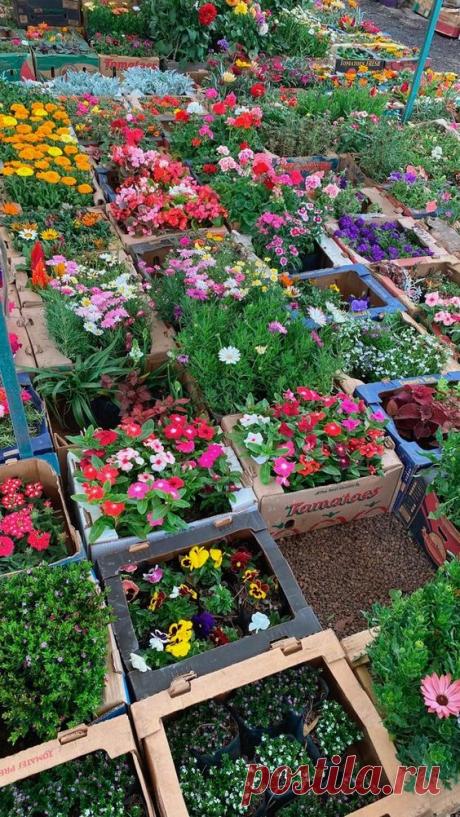 контейнерный цветник