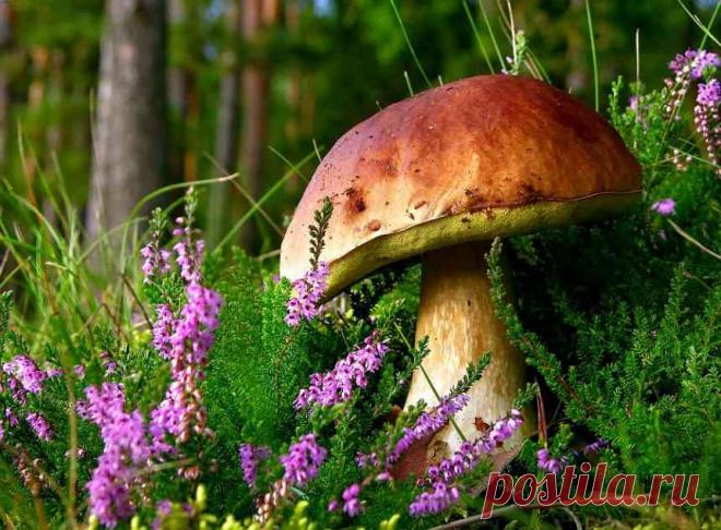 Как правильно искать грибы - советы и схемы &raquo; Женский Мир
