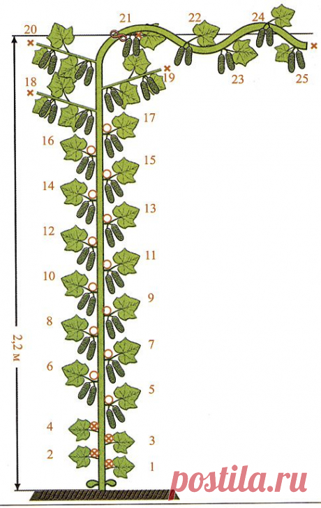 БУКЕТНЫЕ ОГУРЦЫ, ЧТО ЭТО ТАКОЕ? | НА ЗАВАЛИНКЕ