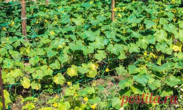 Почему у огурцов желтеют и сохнут листья и что с этим делать? — Домашние