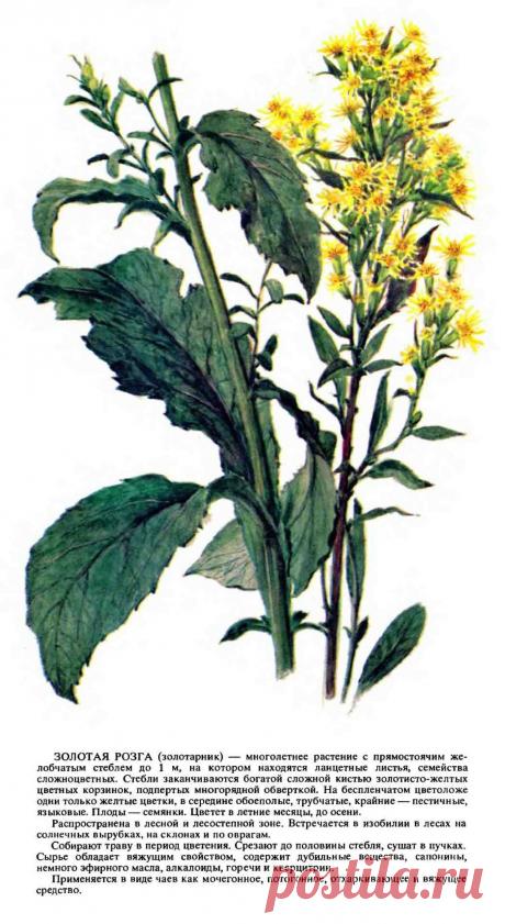Золотарник (золотая розга)