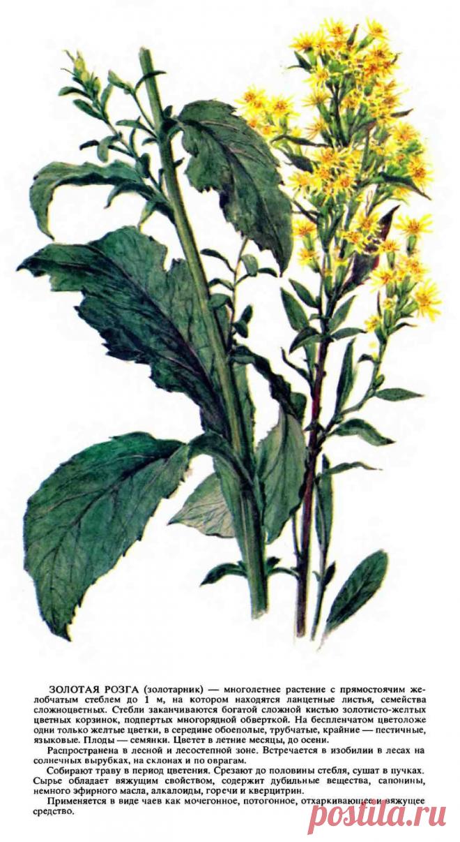 Золотарник (золотая розга)
