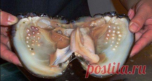 Моллюск с жемчужинами...