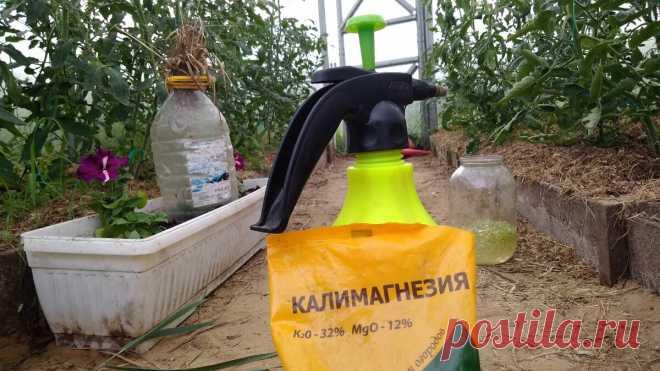 Я всегда рассматриваю нижние листья томата перед тем, как их удалять. Почему это важно? | Посад | Яндекс Дзен