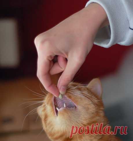 Лучший способ дать коту таблетку