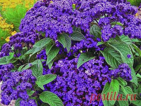 Гелиотроп - marine, гибридный, перуанский, древовидный, описание сортов, фото, видео