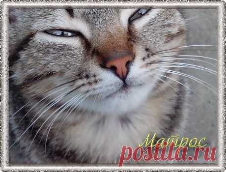 Мой котик Матрос.