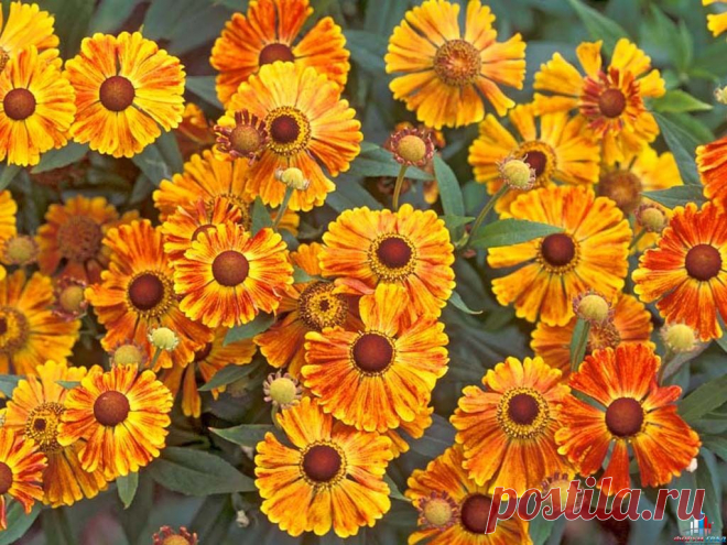 Гелениум — многообразие форм и расцветок