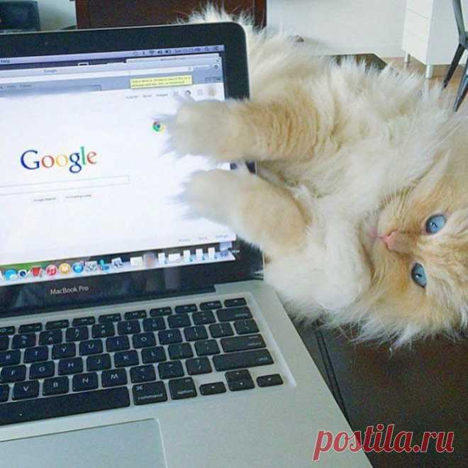 Свежая подборка смешных и милых котов – проверенный способ развеселиться за 5 минут! - Мир прекрасного