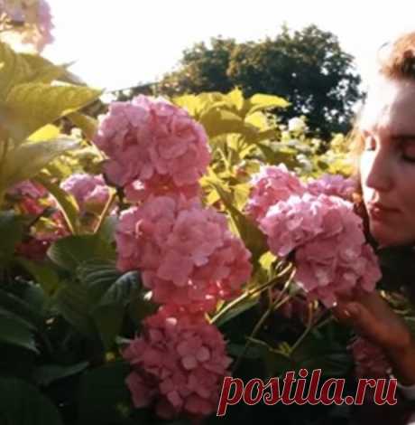 30 многолетников которым ВООБЩЕ НЕ нужен уход