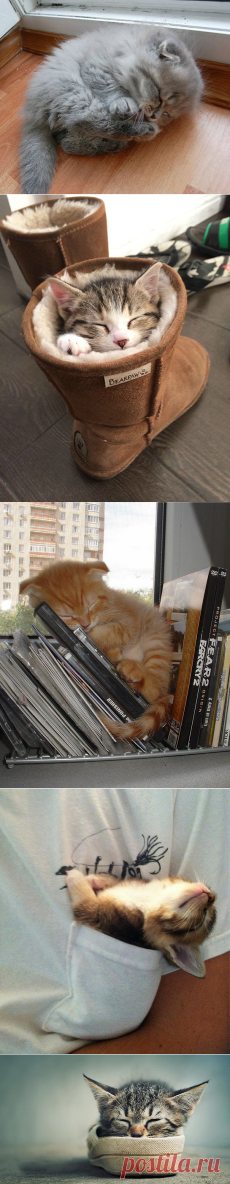 22 уютно спящих котенка