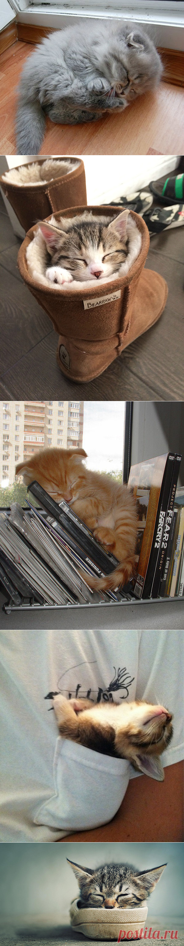 22 уютно спящих котенка